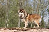 CHIEN FINNOIS DE LAPONIE 293